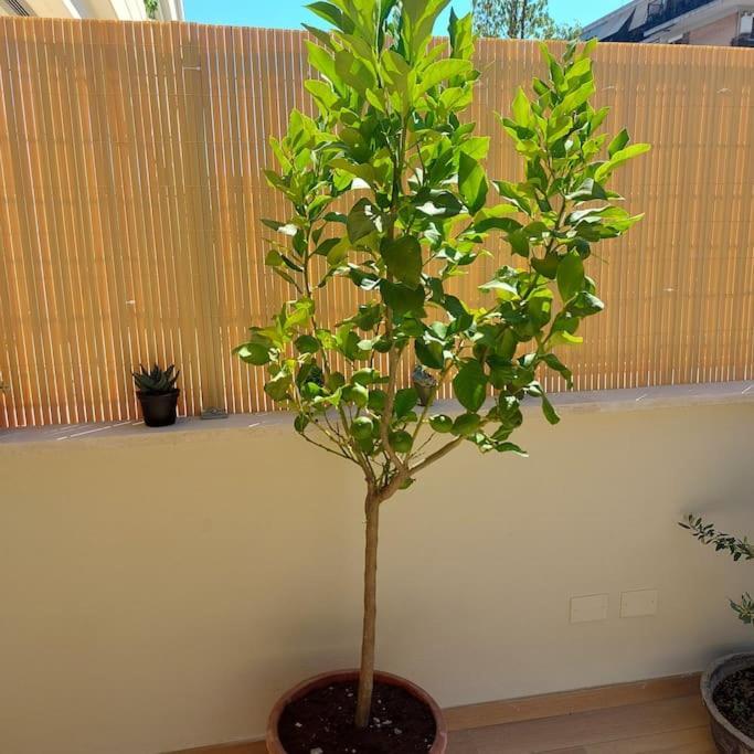 Monolocale Nuova Costruzione Con Giardino Apartamento Roma